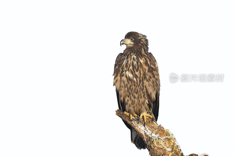 白尾鹰(Haliaeetus albicilla)